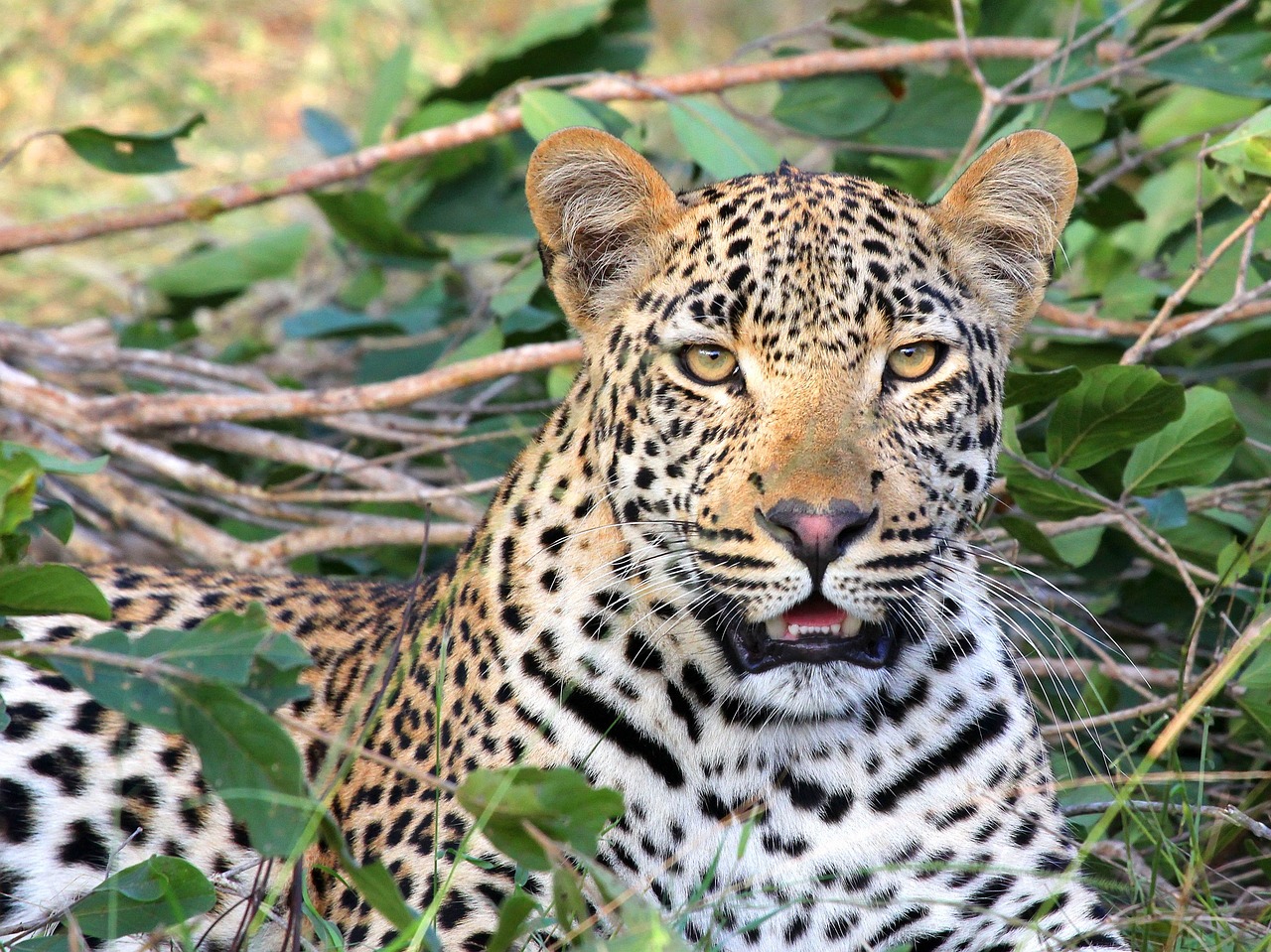 Best Places to Visit in South Africa for Wildlife Enthusiasts